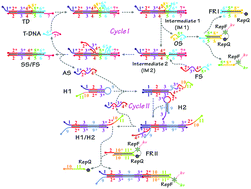 Graphical abstract: Homogeneous enzyme-free and entropy-driven isothermal fluorescent assay for nucleic acids based on a dual-signal output amplification strategy