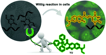 Graphical abstract: Fluorescent Wittig reagent as a novel ratiometric probe for the quantification of 5-formyluracil and its application in cell imaging