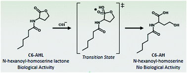 Graphical abstract: Application of molecularly imprinted polymer nanoparticles for degradation of the bacterial autoinducer N-hexanoyl homoserine lactone