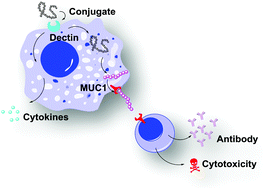 Graphical abstract: β-Glucan as an immune activator and a carrier in the construction of a synthetic MUC1 vaccine