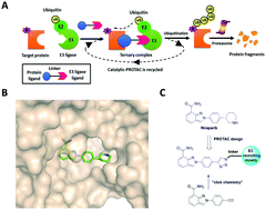 Graphical abstract: Induction of apoptosis in MDA-MB-231 breast cancer cells by a PARP1-targeting PROTAC small molecule