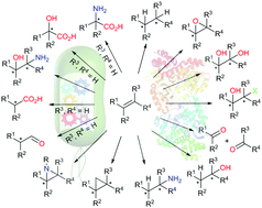 Graphical abstract: Biocatalytic selective functionalisation of alkenes via single-step and one-pot multi-step reactions