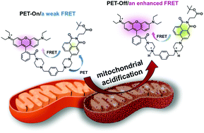 Graphical abstract: High-depth fluorescence imaging using a two-photon FRET system for mitochondrial pH in live cells and tissues