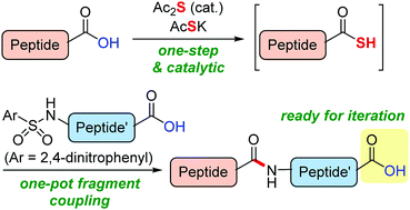 Graphical abstract: A catalytic one-step synthesis of peptide thioacids: the synthesis of leuprorelin via iterative peptide–fragment coupling reactions