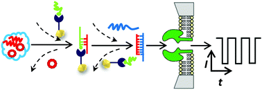 Graphical abstract: Displacement chemistry-based nanopore analysis of nucleic acids in complicated matrices