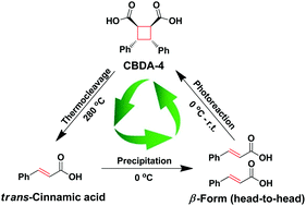 Graphical abstract: Scalable preparation and property investigation of a cis-cyclobutane-1,2-dicarboxylic acid from β-trans-cinnamic acid