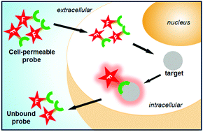 Graphical abstract: Advances in the design of cell-permeable fluorescent probes for applications in live cell imaging