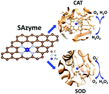 Graphical abstract: A single-atom Fe–N4 catalytic site mimicking bifunctional antioxidative enzymes for oxidative stress cytoprotection