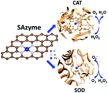 Catalytic site mimicking bifunctional antioxidative enzymes