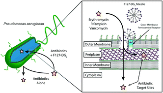 Graphical abstract: Desferrioxamine:gallium-pluronic micelles increase outer membrane permeability and potentiate antibiotic activity against Pseudomonas aeruginosa
