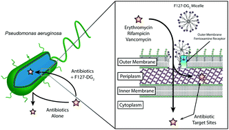 Micelles increase outer membrane permeability and provide antibiotic activity against Pseudomonas aeruginosa.