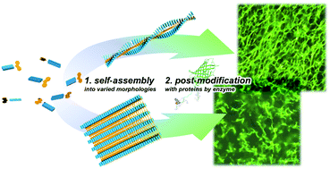 Graphical abstract: Designer aromatic peptide amphiphiles for self-assembly and enzymatic display of proteins with morphology control