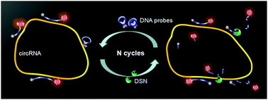 Graphical abstract: A method to directly assay circRNA in real samples