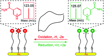 Graphical abstract: Reversible redox inter-conversion of biologically active NAD+/NADH derivatives bound to a gold electrode: ToF-SIMS evidence