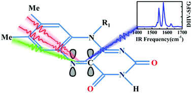 Graphical abstract: Directly monitoring the active sites of charge transfer in heterocycles in situ and in real time