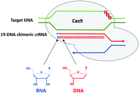 Graphical abstract: Chimeric crRNAs with 19 DNA residues in the guide region show the retained DNA cleavage activity of Cas9 with potential to improve the specificity