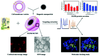 Graphical abstract: Cell membrane camouflaged magnetic nanoparticles as a biomimetic drug discovery platform