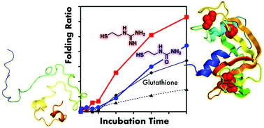 Graphical abstract: Coupling effects of thiol and urea-type groups for promotion of oxidative protein folding