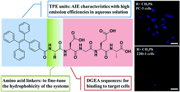 Graphical abstract: Tumor targeting with DGEA peptide ligands: a new aromatic peptide amphiphile for imaging cancers