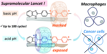 Graphical abstract: A pH-driven ring translocation switch against cancer cells