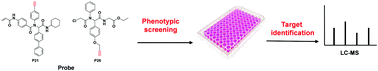 Graphical abstract: Integrated phenotypic screening and activity-based protein profiling to reveal potential therapy targets of pancreatic cancer