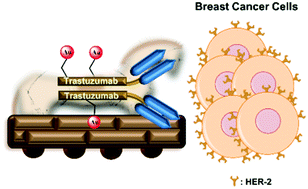 Graphical abstract: Trastuzumab gold-conjugates: synthetic approach and in vitro evaluation of anticancer activities in breast cancer cell lines