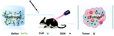 Graphical abstract: Fabrication of injectable CuS nanocomposite hydrogels based on UCST-type polysaccharides for NIR-triggered chemo-photothermal therapy