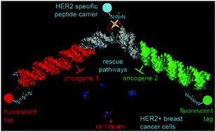 Graphical abstract: A multifunctional toolkit for target-directed cancer therapy