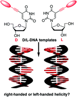 Graphical abstract: Control of helical chirality in supramolecular chromophore–DNA architectures