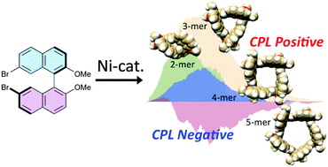 Graphical abstract: Stereogenic cyclic oligonaphthalenes displaying ring size-dependent handedness of circularly polarized luminescence (CPL)