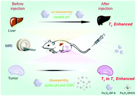 Graphical abstract: Fe3O4–ZIF-8 assemblies as pH and glutathione responsive T2–T1 switching magnetic resonance imaging contrast agent for sensitive tumor imaging in vivo