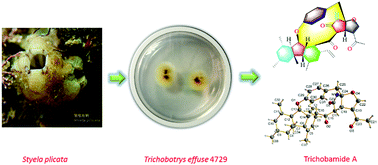 Graphical abstract: Anti-glioma trichobamide A with an unprecedented tetrahydro-5H-furo[2,3-b]pyrrol-5-one functionality from ascidian-derived fungus Trichobotrys effuse 4729