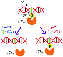 Graphical abstract: A single AT–GC exchange can modulate charge transfer-induced p53–DNA dissociation