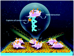 Graphical abstract: An integrated platform for the capture of circulating tumor cells and in situ SERS profiling of membrane proteins through rational spatial organization of multi-functional cyclic RGD nanopatterns