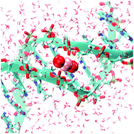 Graphical abstract: Destabilization of DNA through interstrand crosslinking by UO22+