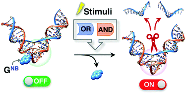 Graphical abstract: A stimuli-responsive DNAzyme displaying Boolean logic-gate responses