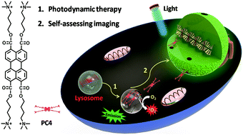 Graphical abstract: A smart perylene derived photosensitizer for lysosome-targeted and self-assessed photodynamic therapy