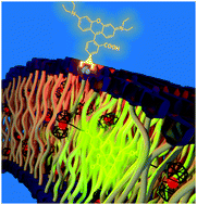 Graphical abstract: Preparation of membrane-mimicking lamellar structures by molecular confinement of hybrid nanocomposites