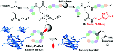 Graphical abstract: A clickable glutamine (CliQ) derivative for the traceless reversible modification of peptides and proteins