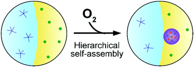 Graphical abstract: Iron gall ink revisited: hierarchical formation of Fe(iii)–tannic acid coacervate particles in microdroplets for protein condensation