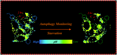 Graphical abstract: Real-time visualization of autophagy by monitoring the fluctuation of lysosomal pH with a ratiometric two-photon fluorescent probe