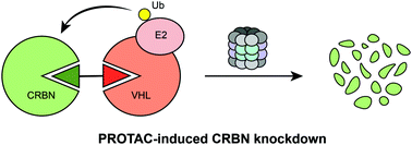 Graphical abstract: PROTAC-mediated crosstalk between E3 ligases