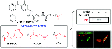 Graphical abstract: Live-cell imaging and profiling of c-Jun N-terminal kinases using covalent inhibitor-derived probes