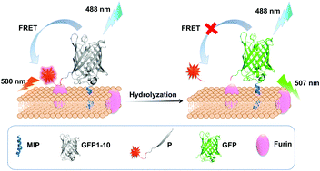 Graphical abstract: A semisynthetic fluorescent protein assembly-based FRET probe for real-time profiling of cell membrane protease functions in situ