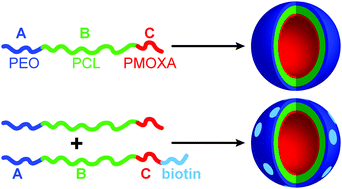 Graphical abstract: Probing membrane asymmetry of ABC polymersomes