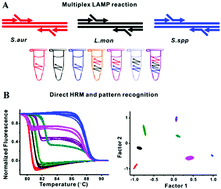 Graphical abstract: Single-color multiplexing by the integration of high-resolution melting pattern recognition with loop-mediated isothermal amplification