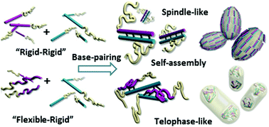 Graphical abstract: Spindle-like and telophase-like self-assemblies mediated by complementary nucleobase molecular recognition