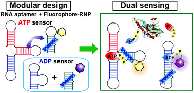 Graphical abstract: Highly selective dual sensing of ATP and ADP using fluorescent ribonucleopeptide sensors