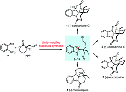 Graphical abstract: Unified enantioselective total syntheses of (−)-scholarisine G, (+)-melodinine E, (−)-leuconoxine and (−)-mersicarpine