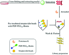 Graphical abstract: Small-molecule-based human genome G4 profiling reveals potential gene regulation activity